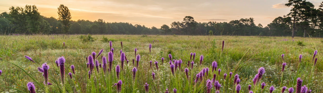 Wildflowers in a field at sunrise on a cloudy Oklahoma morning.