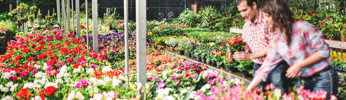 A man and woman are seen working with plants and flowers in a greenhouse.