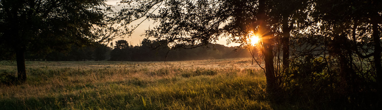 The sun rises over a field of grass and trees on a foggy morning.